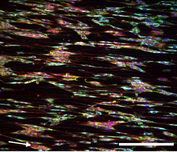 Human ALC cells on protein fragment Human ALC cells on protein fragment