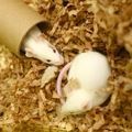 two-laboratory-mice-one-in-cardboard-tube Two white mice sitting in wood shavings. One mouse is peaking its nose out of a cardboard tubey-mice-one-in-cardboard-tube